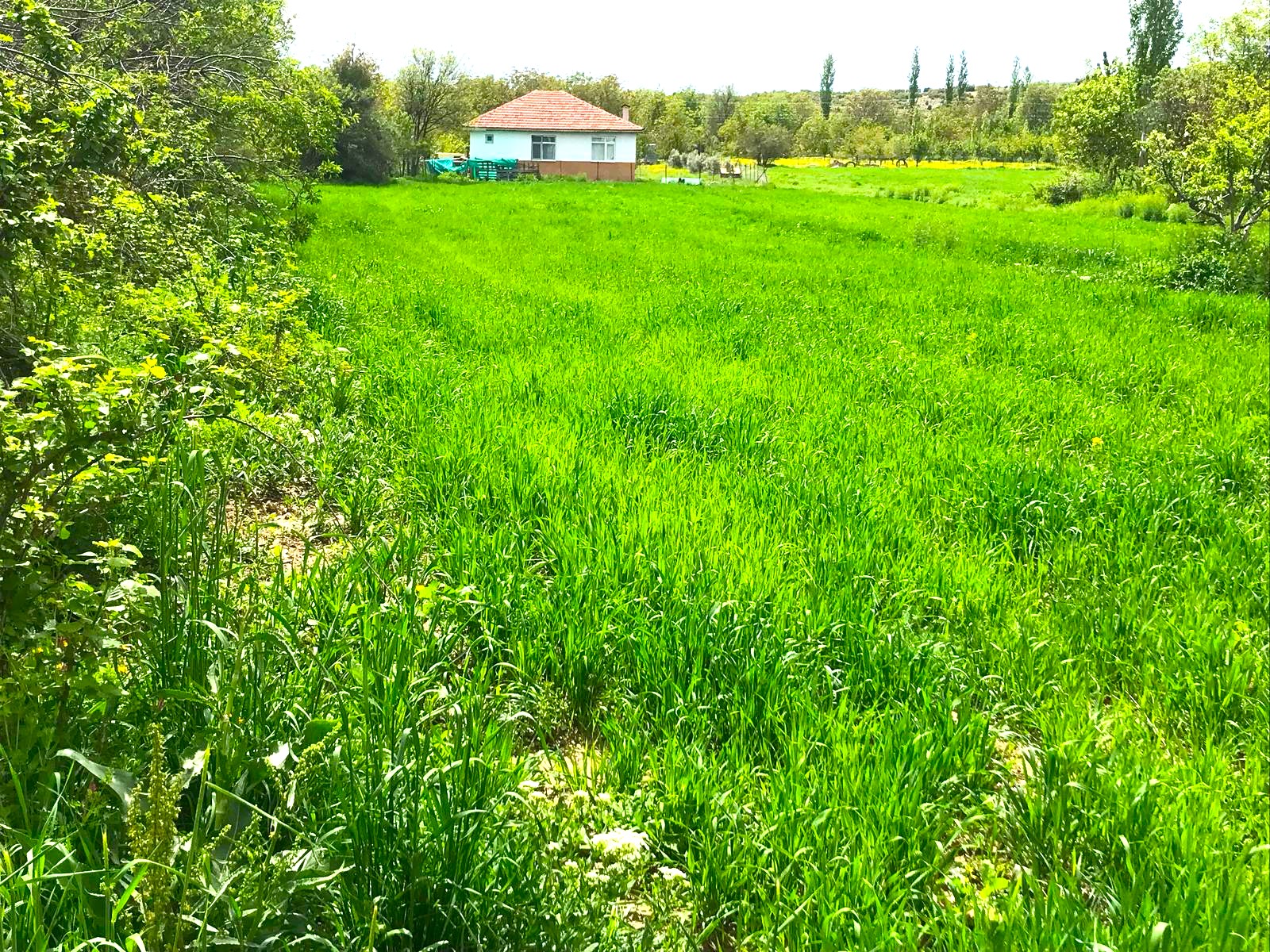 Korkuteli Yeşilyayla’da Köyiçi Satılık Elma Bahçesi – 1.800 m²